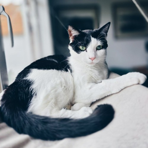 Makita - In foster care in Northcote