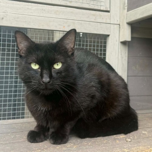 Fern *9 Lives Project Rescue*