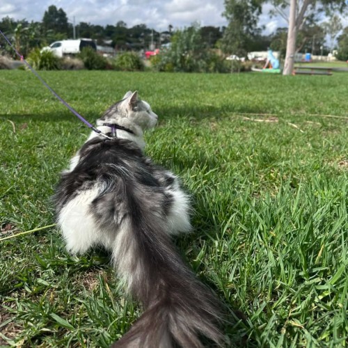 No photo for Dartanyan