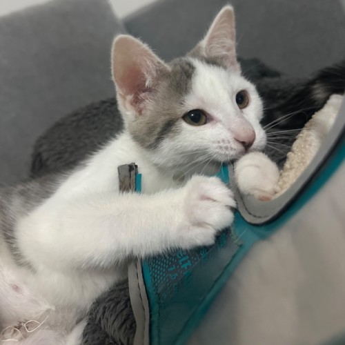 No photo for Clover