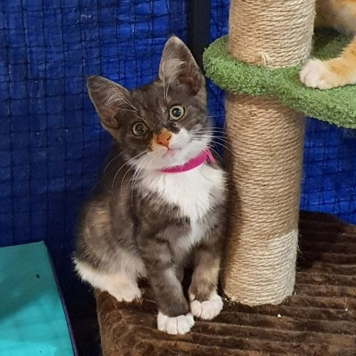 Isa **2nd Chance Cat Rescue **