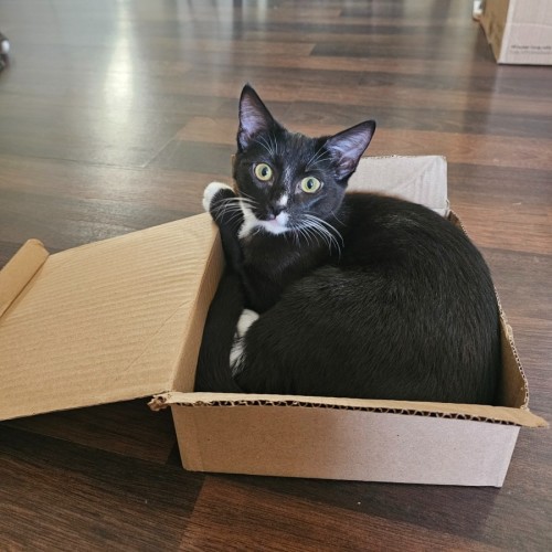 No photo for Pistachio 💚