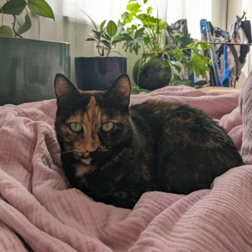 Nivvy - In foster in Coburg