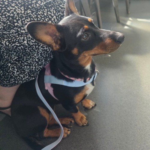 No photo for Coco