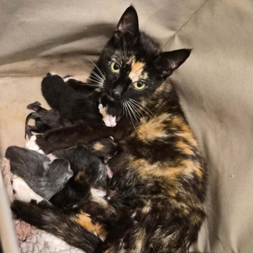 Madame Mary ** 2nd Chance Cat Rescue**