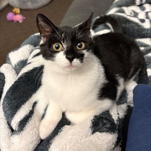 No photo for Nova
