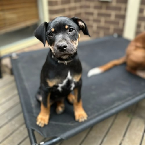 Bella