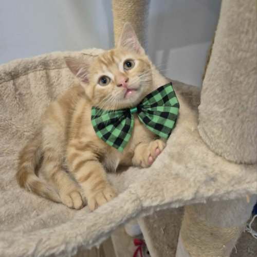 Mochi - In foster care in Reservoir