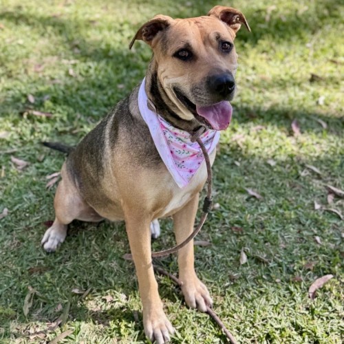 Mali *$250 Adoption Fee*