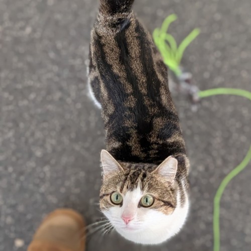 Otis