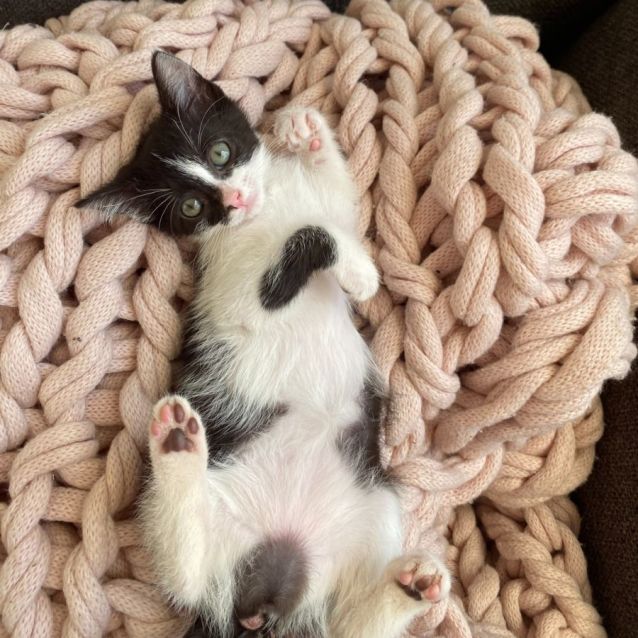 Photo of Mykah   8 Week Old Kitten (On Trial 30/03/2022)
