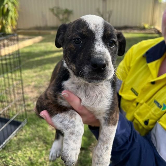 Photo of Puppy Bueno Dl2889