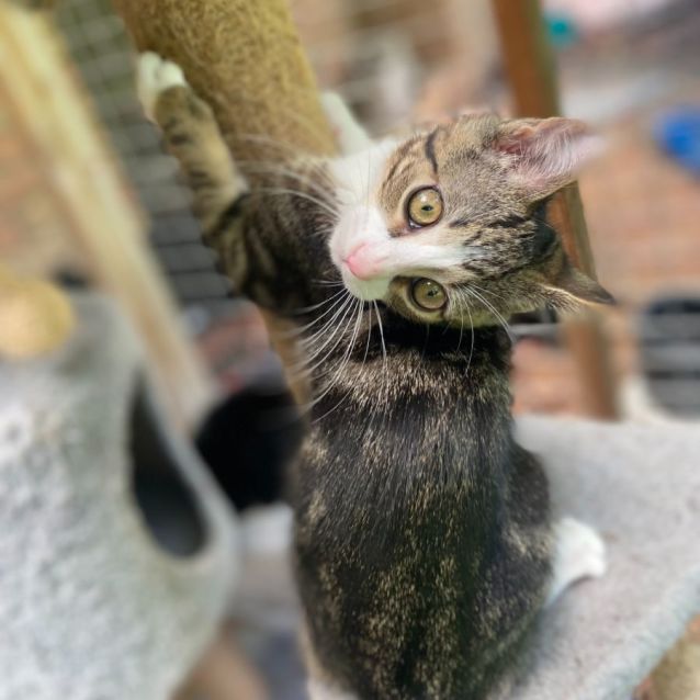 Photo of Billy **2nd Chance Cat Rescue**