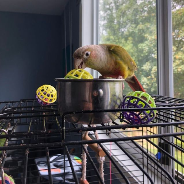 Ozzy and Motto Male Bird in VIC PetRescue