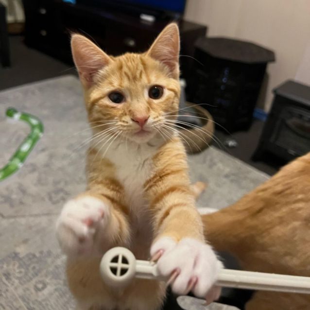 Photo of Remi ** 2nd Chance Cat Rescue**