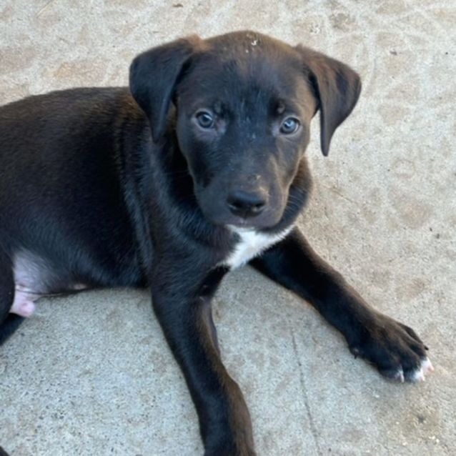 Photo of Baloo