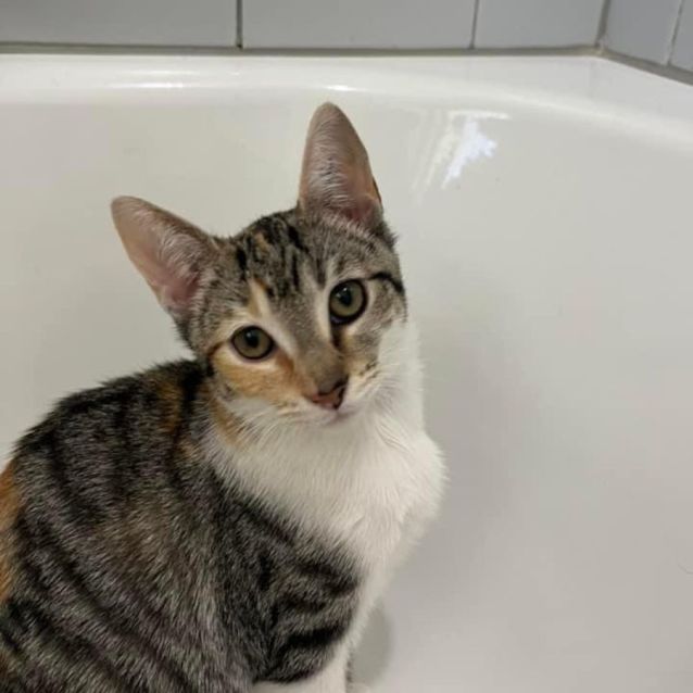 Dora Adopt me Petstock Mornington 😽 Female Domestic Short Hair Cat in VIC PetRescue