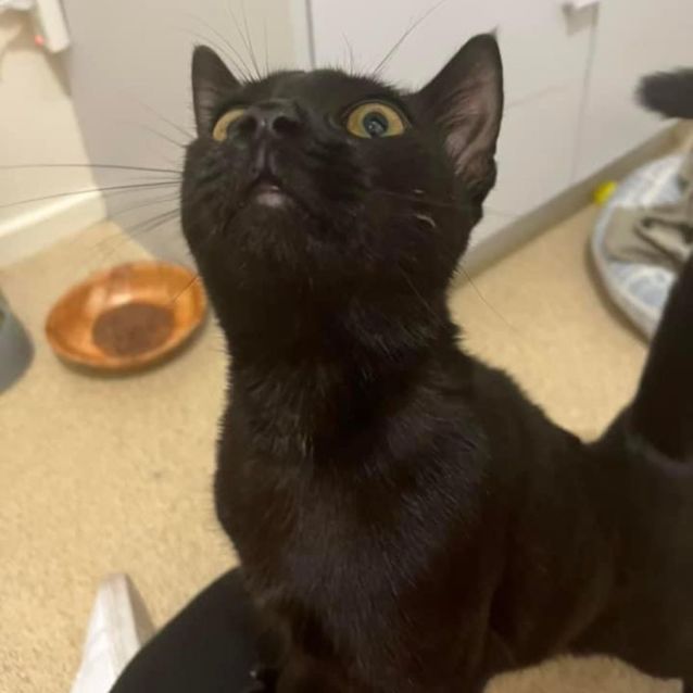 Ebony Adopt me Petstock Mornington 😽 Female Domestic Short Hair Cat in VIC PetRescue