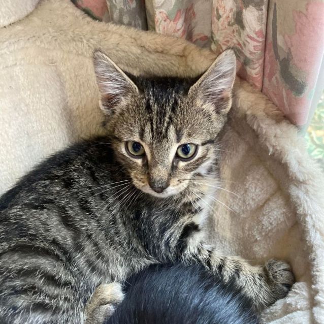 Pet barn cat discount