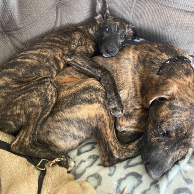 Photo of Ace And Xena 