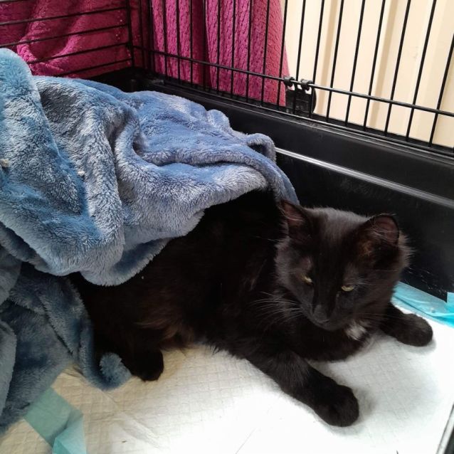 Photo of Cha Cha   Meet Me At Petstock Chelsea 