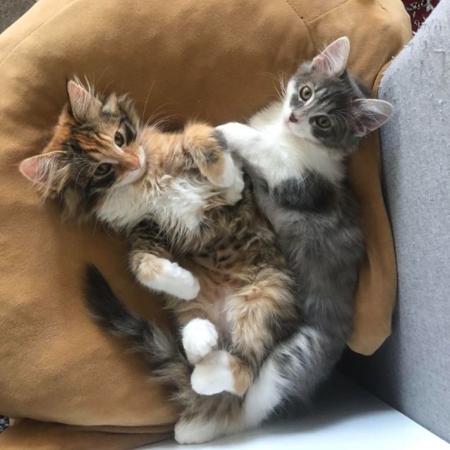 Photo of Chungus (Located In Hawthorn)