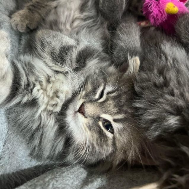 Photo of Heavenly Humphrey