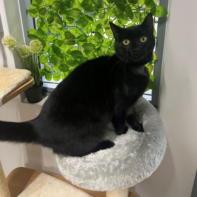Photo of 🍓 Buttons F02414 🍓