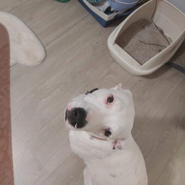 Photo of Luna (Dog) And Felix (Cat)