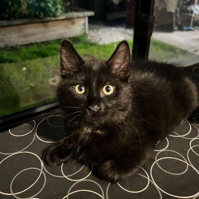 Photo of Chess (Located In Cranbourne)