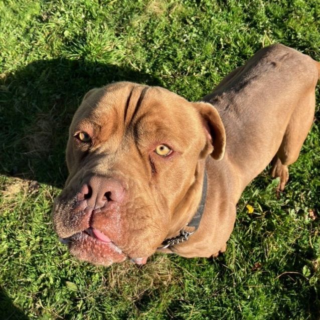 Photo of Boof