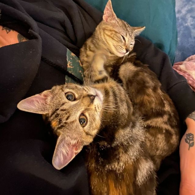 Photo of Teaspoon And Tater Tot