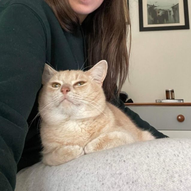 Photo of Chester *9 Lives Project Rescue*