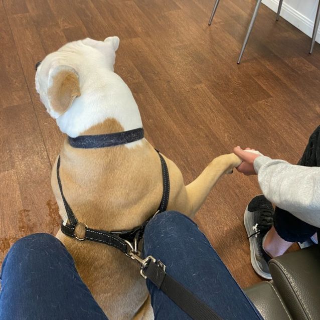 Photo of Baby   2 Year Old American Bulldog (Trial)