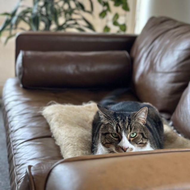 Photo of Barbados   Located In Brunswick East