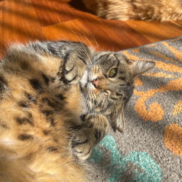 Photo of Delilah🌷