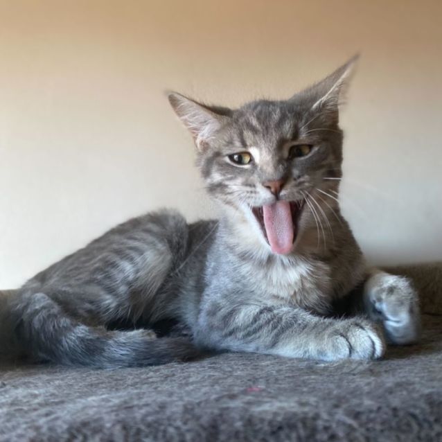 Photo of Fizzy