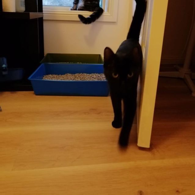 Photo of Violet