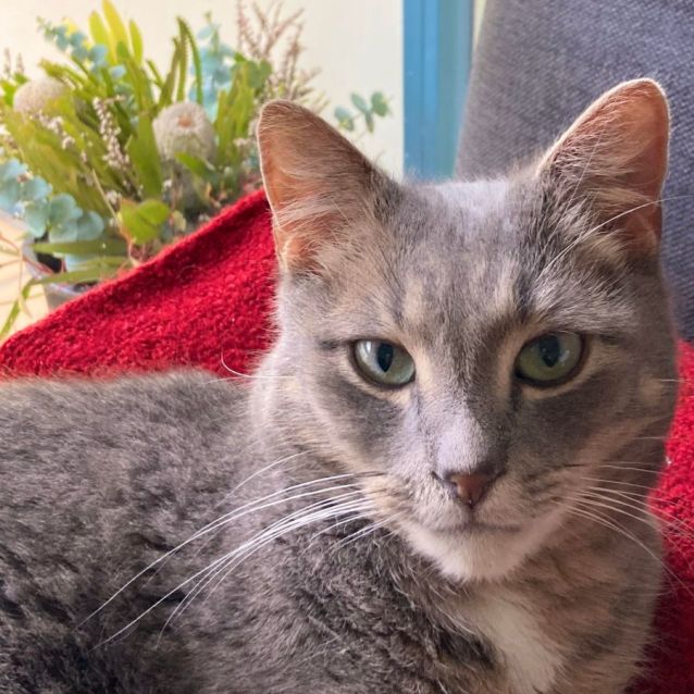 Photo of Dumpling   Located In Melbourne