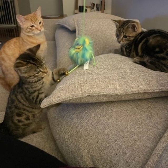 Photo of Jersey **2nd Chance Cat Rescue**