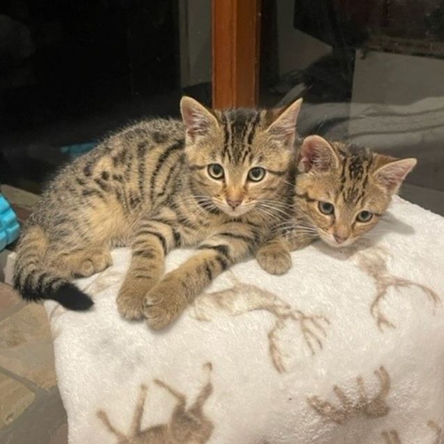 Photo of Jersey **2nd Chance Cat Rescue**