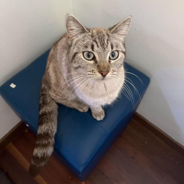 Photo of Peaches
