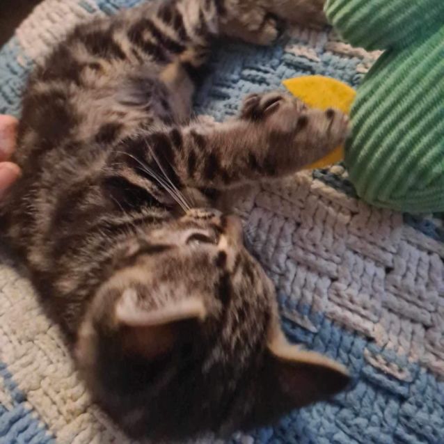 Photo of Obi