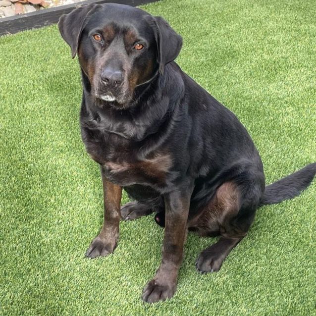 Photo of Rex