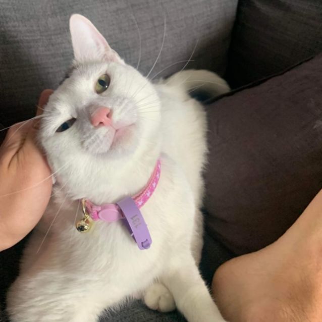 Photo of 🌸Petal🌸