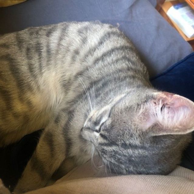 Photo of Theo (9803)