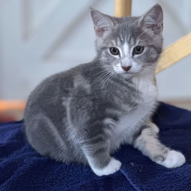 Photo of Samwise   Located In Preston