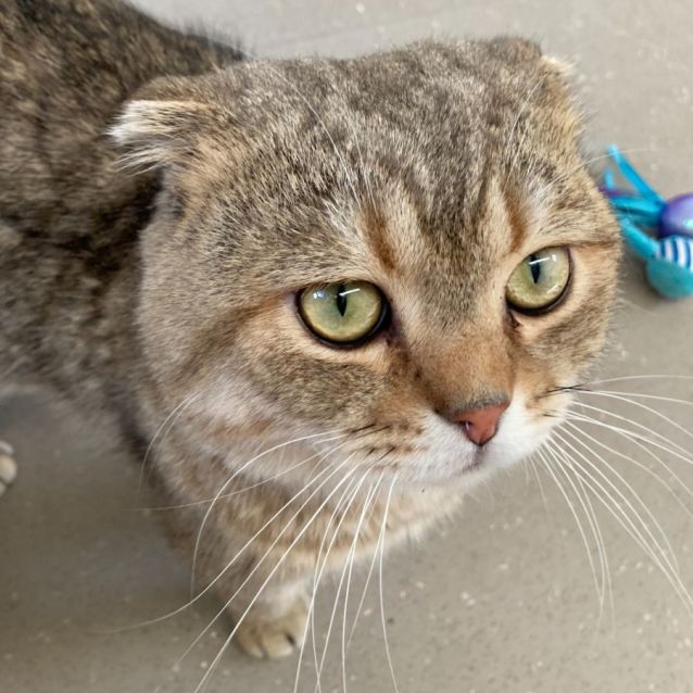 Photo of C1253 Mister