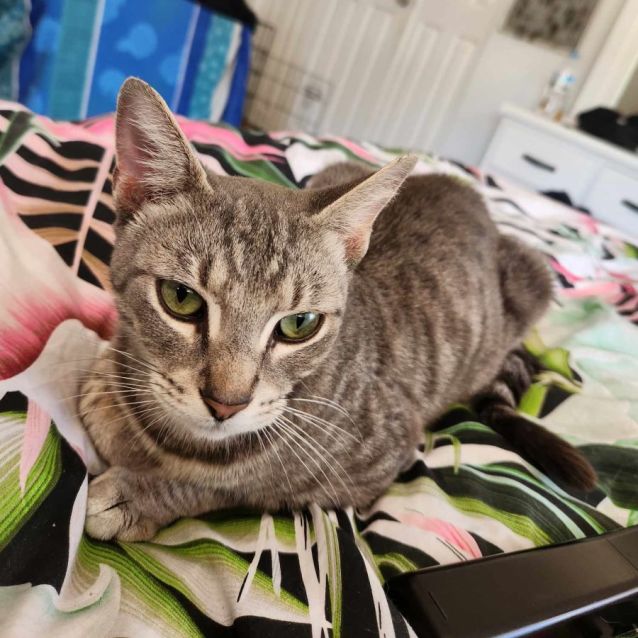 Photo of Gracie