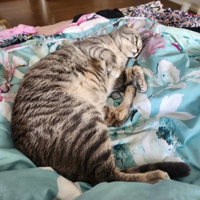 Photo of Gracie